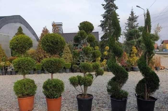 Plante ideale pentru grădini, curți și spații verzi