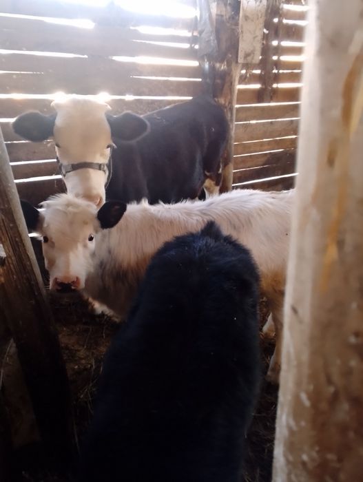 Vând 2 vițele si un taure