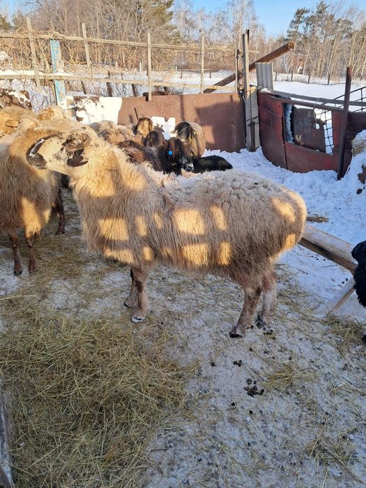 Продам кошкара на племя