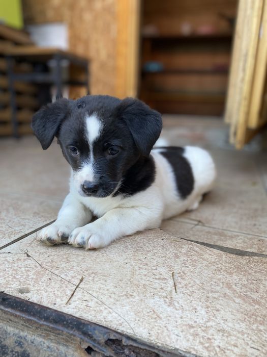 Щенята ищут дом