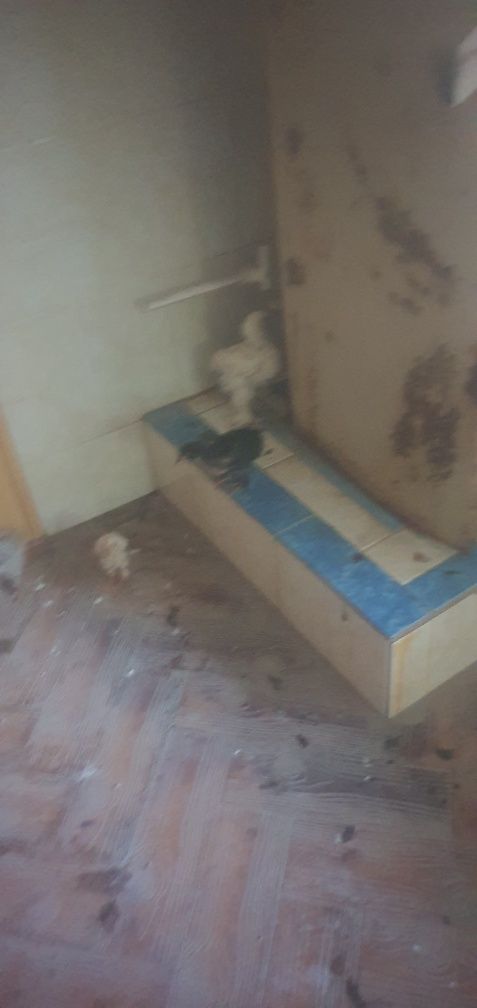 Жожа ва товуклар сотилади