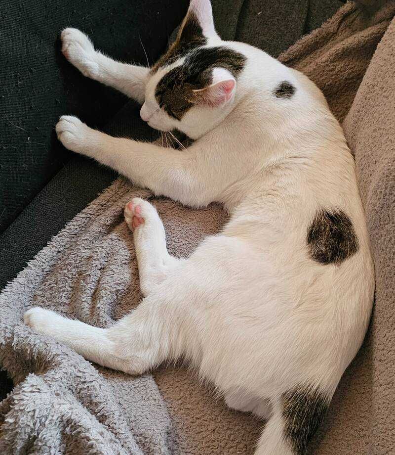 Котак на 1 година