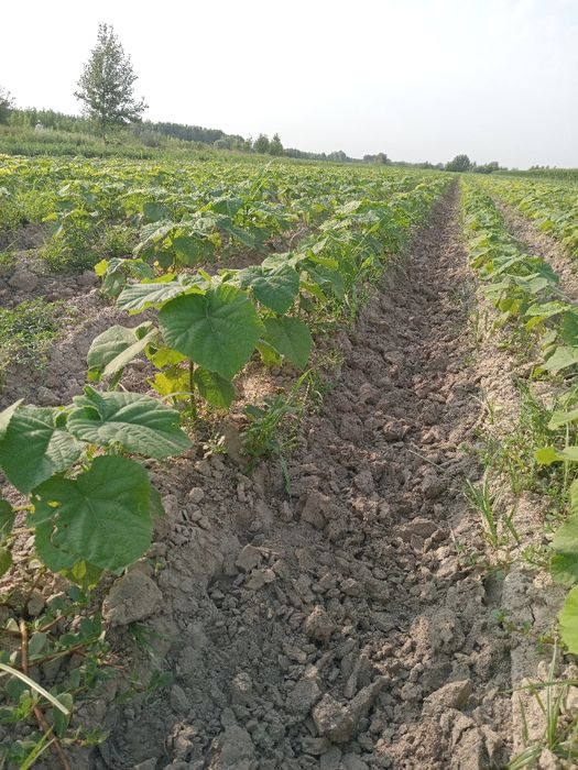 Pavloniya kochatlar sotuvga tayyor