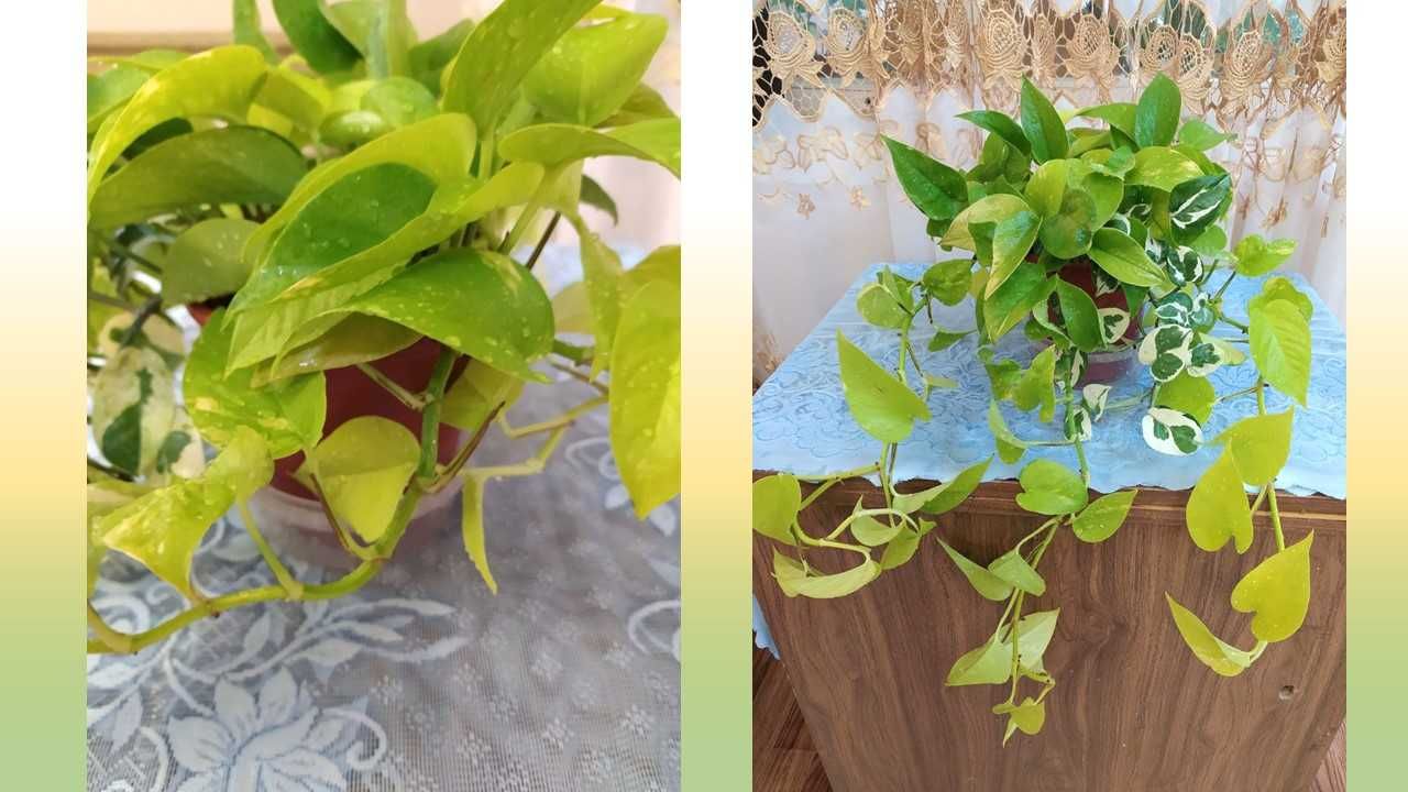 Цветы для дома, офисов, кафе, клиник. Шикарная Хойя. Эпипремнумы
