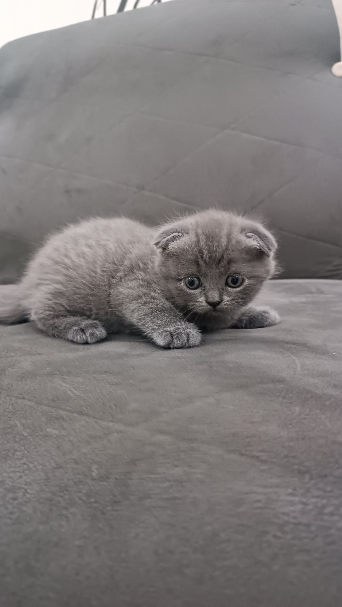 Продается скотиш фолд девочка