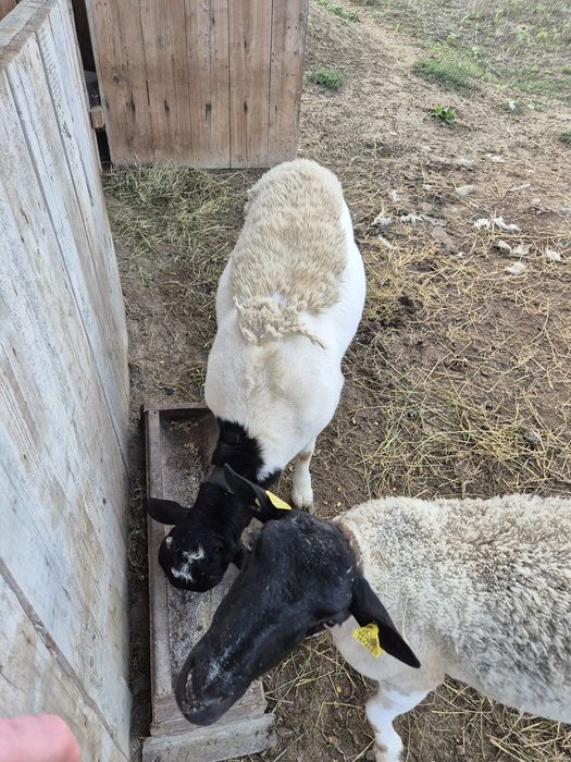 Vând berbecuț dorper