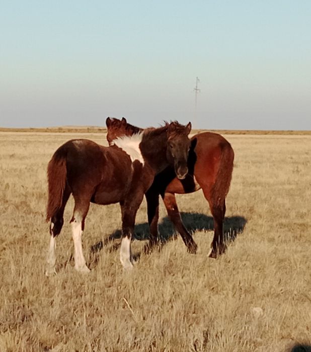 Продам жабагы 10 голов ургаши еркекк аралас