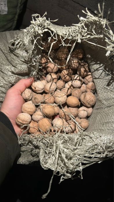 Грецкие орехи, оптом.