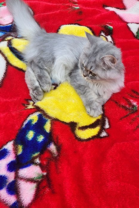 British longhair
