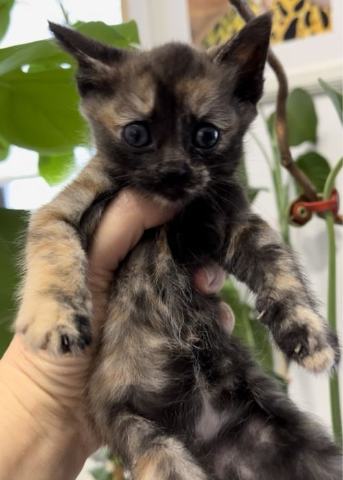 Котёнок черепашковый, девочка.