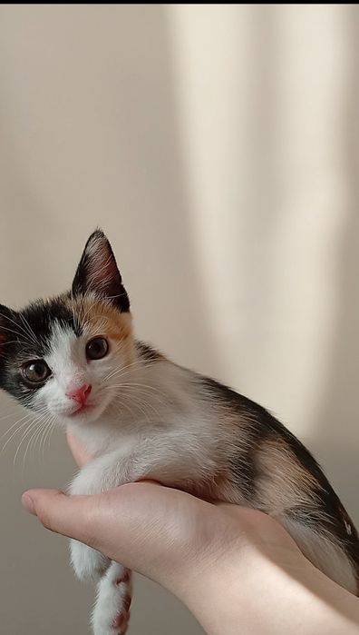 Котенок бесплатно