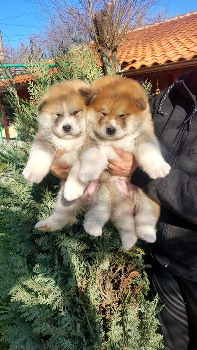 Акита ину Японска