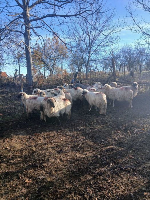 Oi de vânzare detalii la telefon