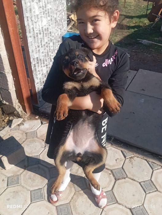 Продается чисто породные щенки ротвера