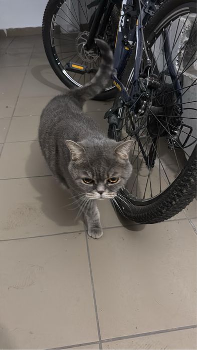 Отдадим кошку в хорошие руки