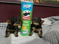 Yorkshire terrier