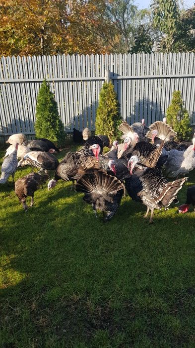 Vând curci si curcani românești