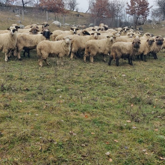 Oi bune de ținut de vânzare