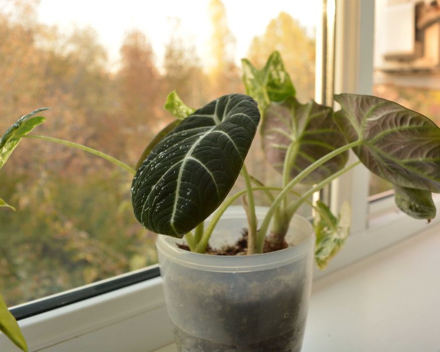 Алоказия Black Velvet и Frydek в одном горшке