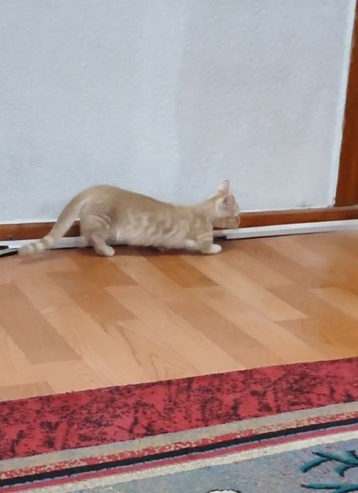 Манчкин короткий лапа(kalta oyoq)