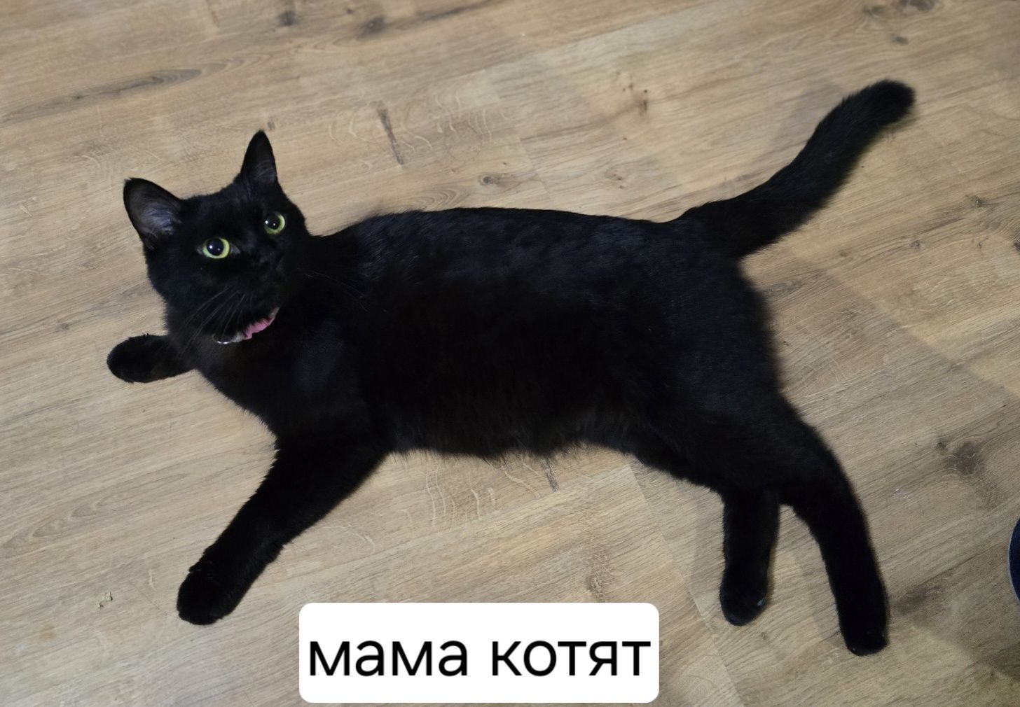 Котята Британцы Метисы