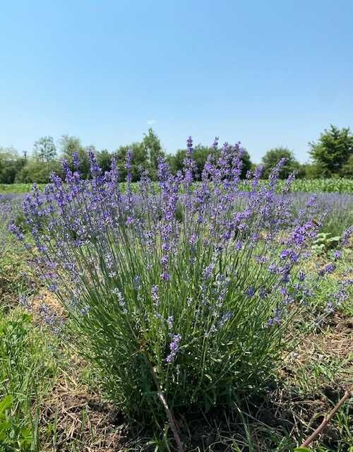 Butasi, flori de Lavanda