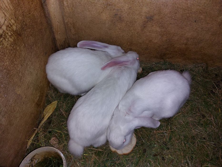 Vând iepuri uriași belgieni!