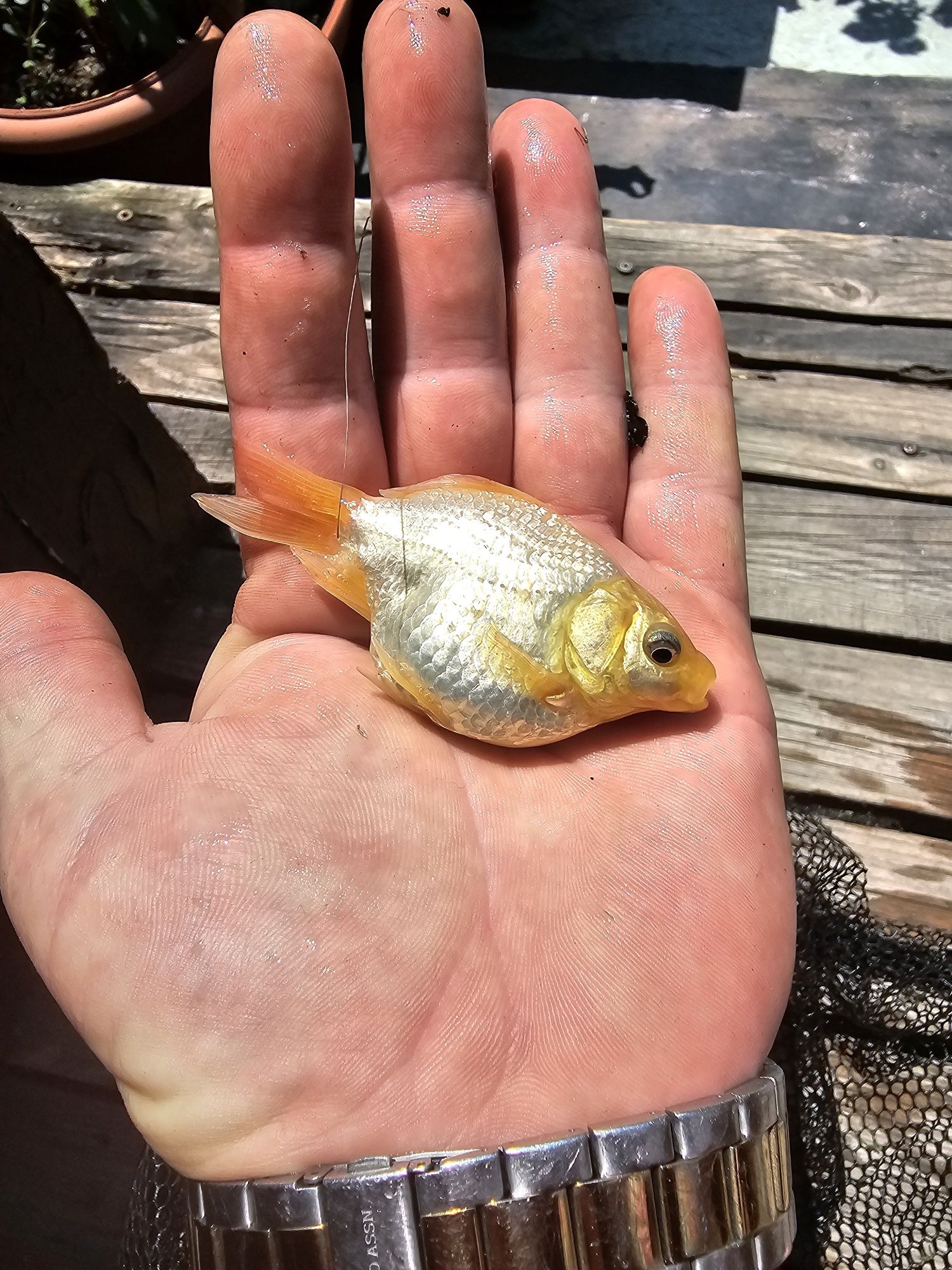 Златни     рибки