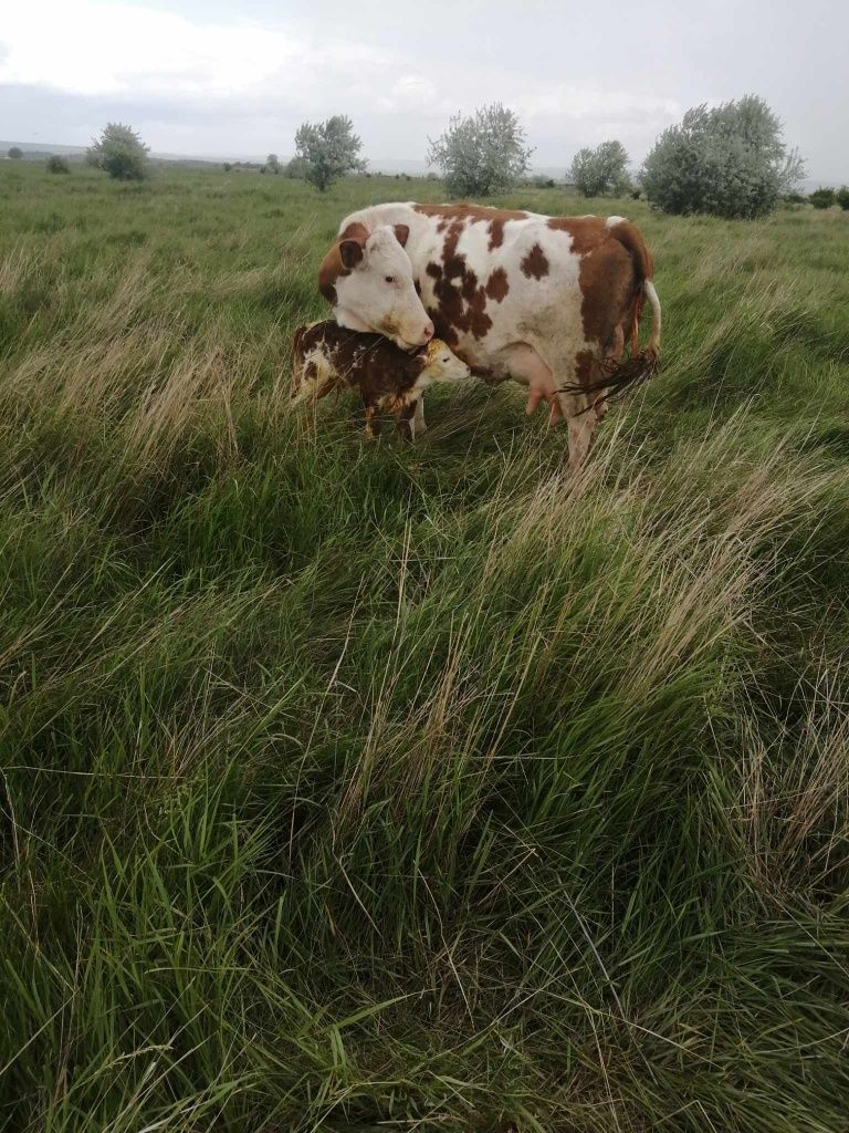 Vând vacă baltată românească