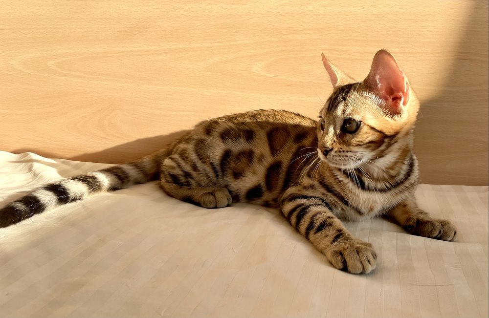 Бенгалски котенца с родословие !