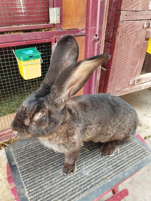 Uriaș german gri-fier