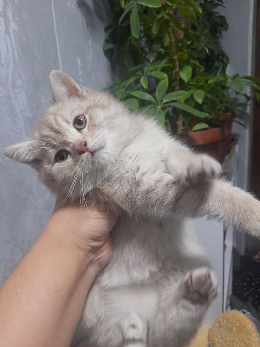 Britanskiy 2 oylik õğil mushukchalar zaruriyat tufayli sotiladi