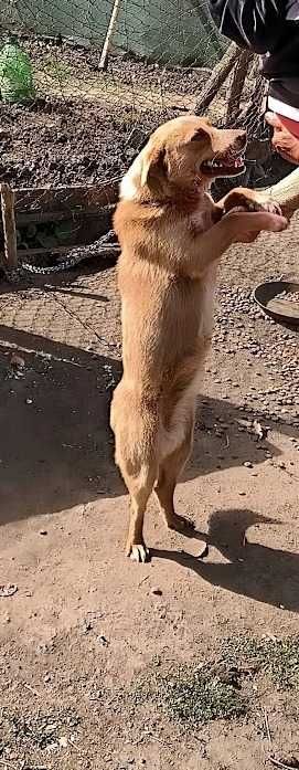 adoptie caine . catel si catelisa 2 ani deparazitati transport galati