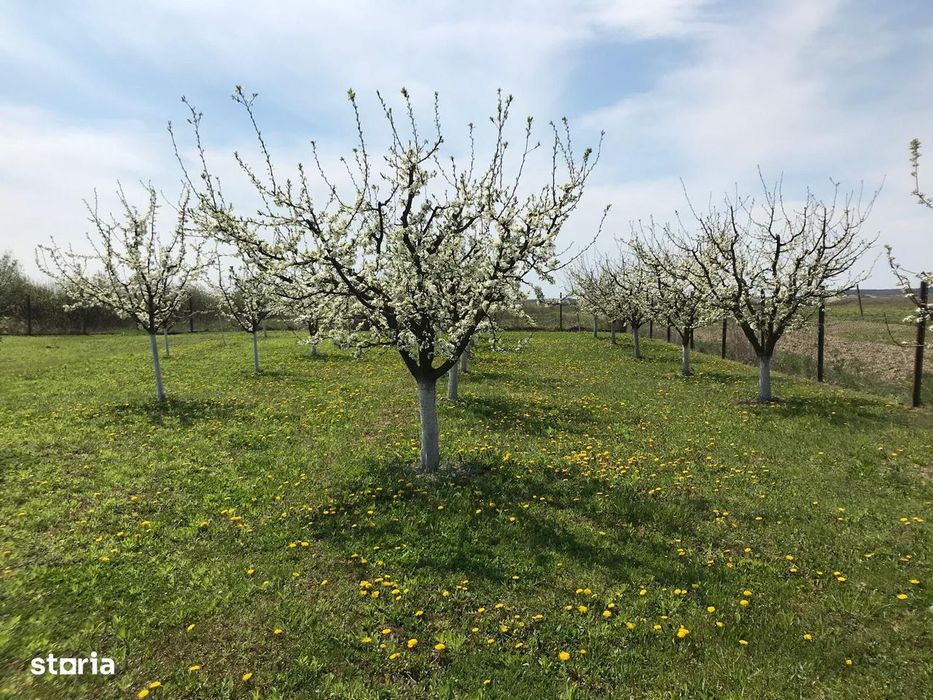 Teren 3000 mp cu pomi fructiferi
