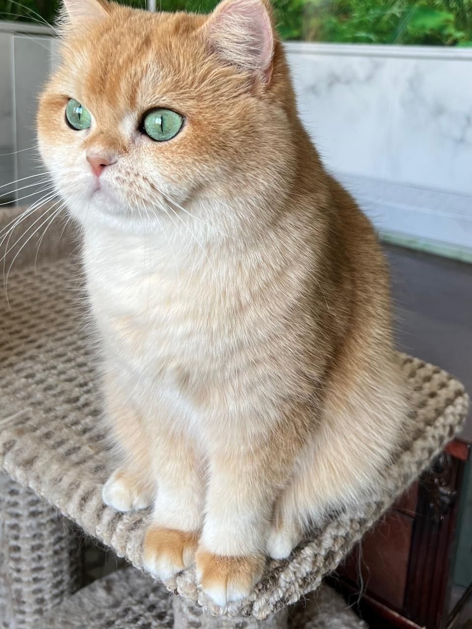 Золотая шиншилла