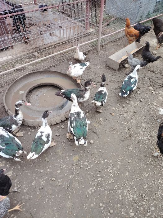 Vând boboci de rață