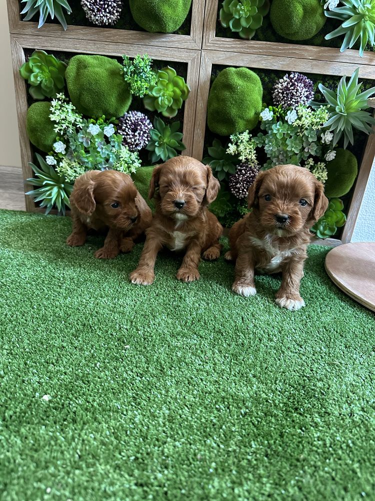 Кавапу /cavapoo