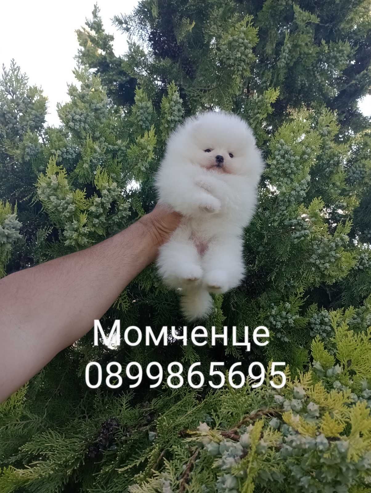 Бели Померани. Реални снимки!