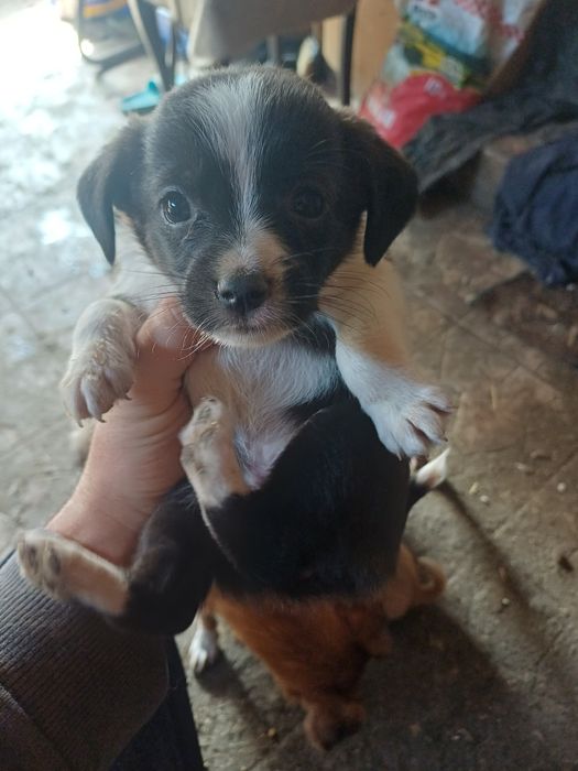 Donez cățelușe pitice