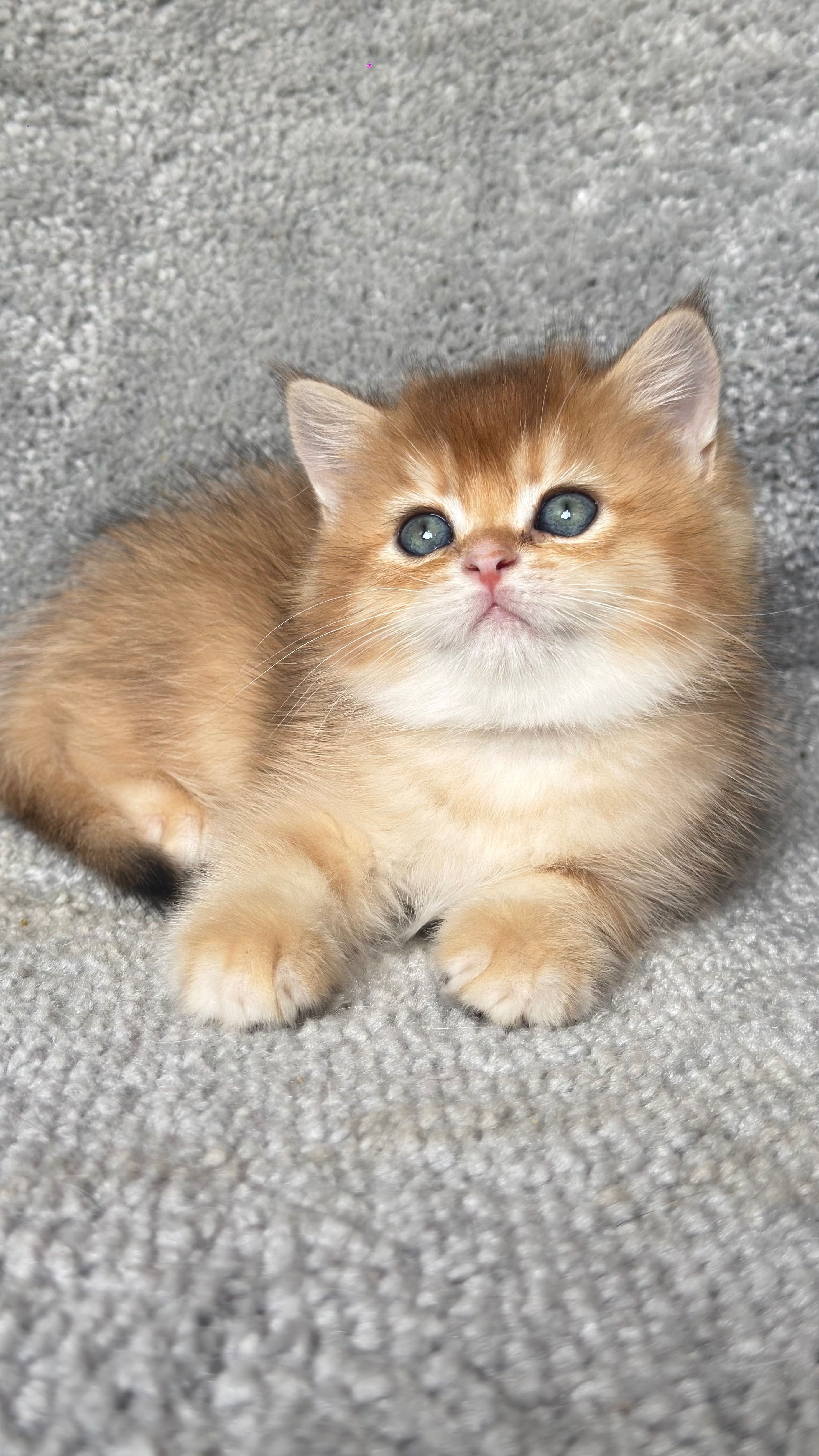 Продается котенок