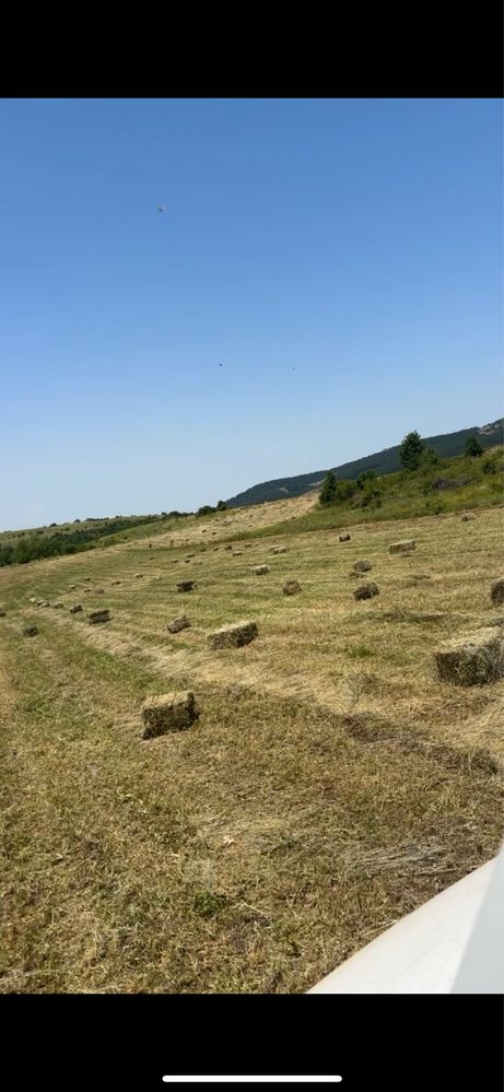 Бали ливадно сено
