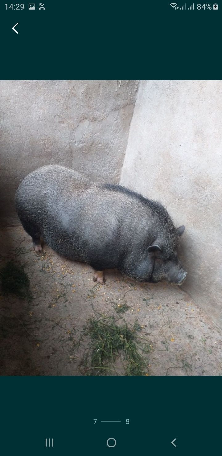 Vand Pui foarte buni!