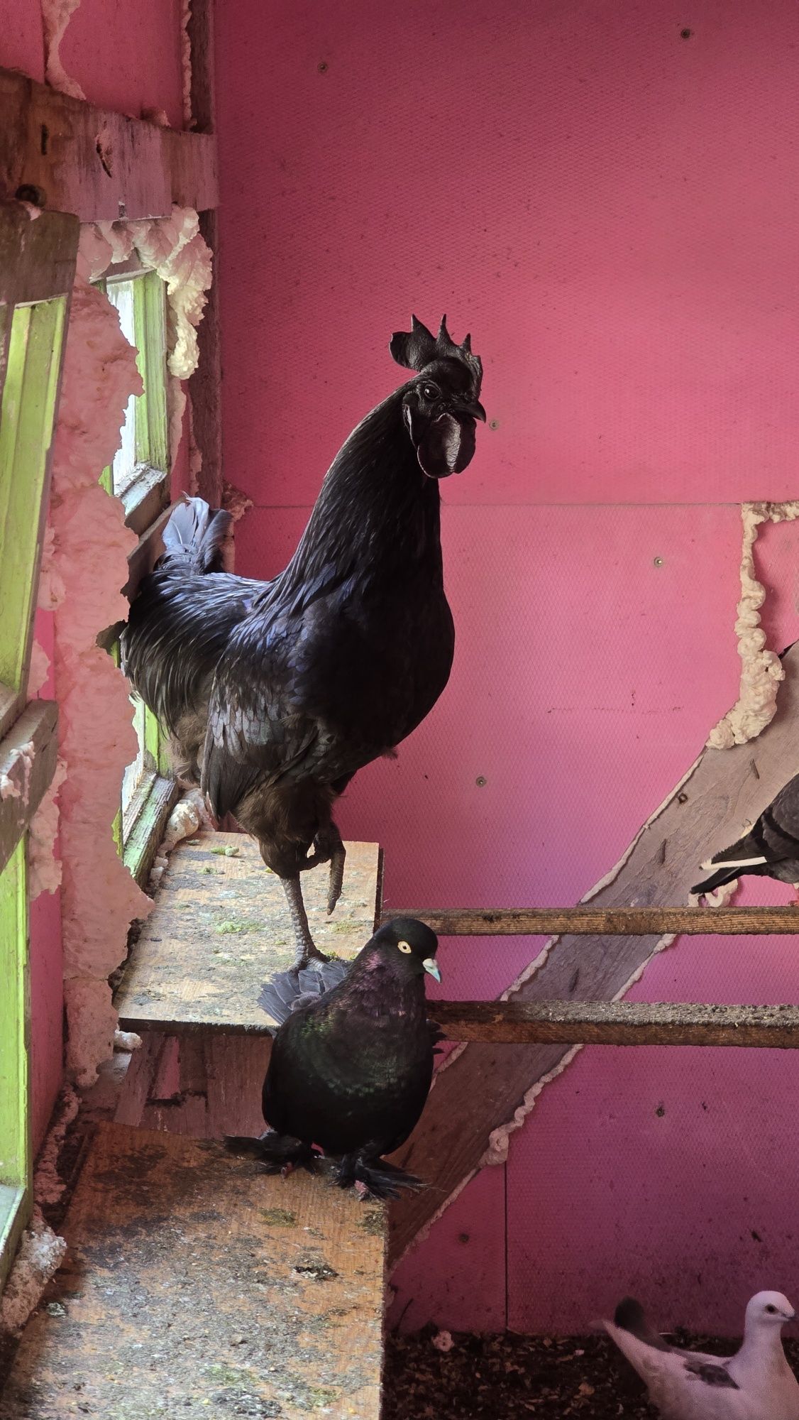 Ayam Cemani oua pentru incubat