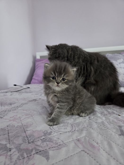 Персийски котета