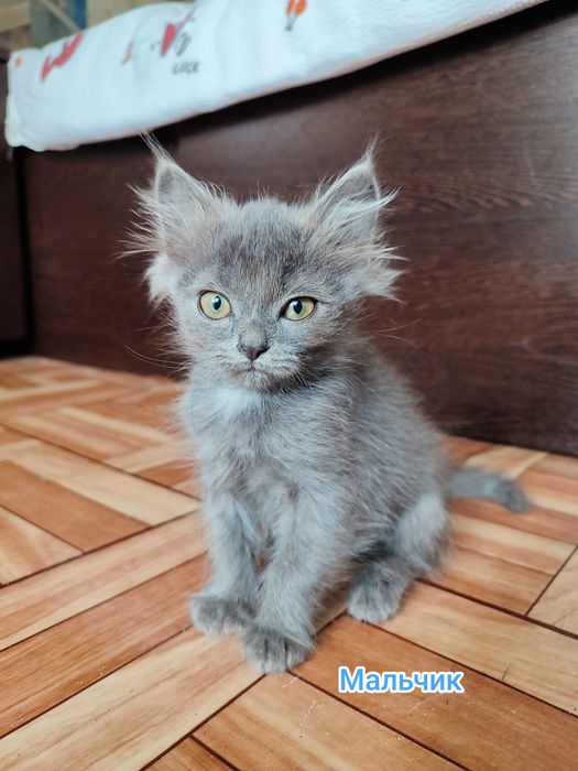 Котята ищут дом, бесплатно