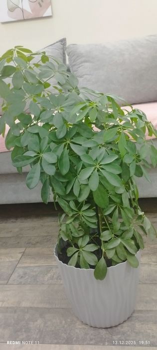 Шефлера, комнатное растение