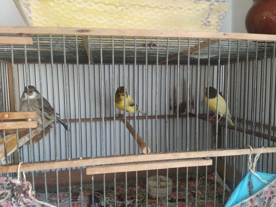 Продавам Орфееви канари 1г.