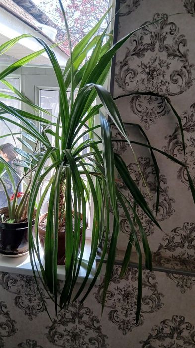 Xona Gullari sotiladi