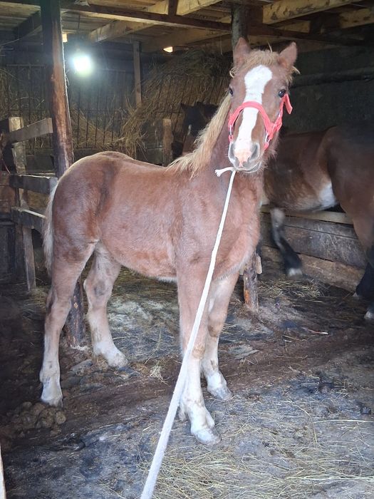 Vand manza de 7 luni !