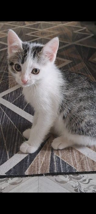 2 прекрасные кошечки (девочки ) ищут дом , к латку приучены